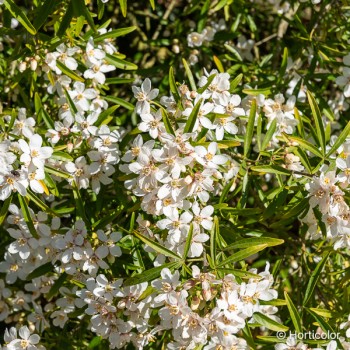 CHOISYA ternata Aztec pearl