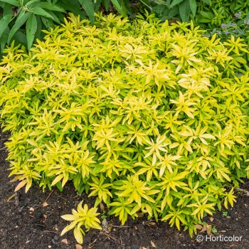 CHOISYA ternata Goldfinger