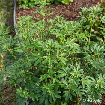 CHOISYA ternata Greenfingers
