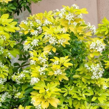 CHOISYA ternata Sundance