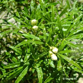 CHOISYA ternata White dazzler