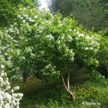 CHIONANTHUS virginicus