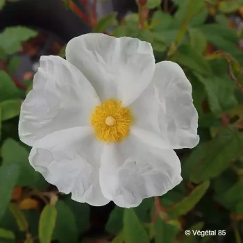 CISTUS corbariensis