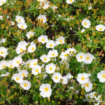 CISTUS x florentinus