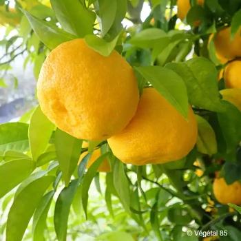 CITRUS junos Yuzu greffé sur poncirus