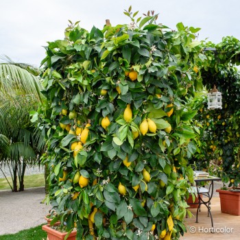 CITRUS limon 4 saisons
