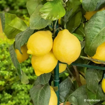 CITRUS limon Meyer  fa5
