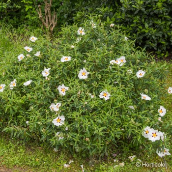 CISTUS purpureus Alan frad