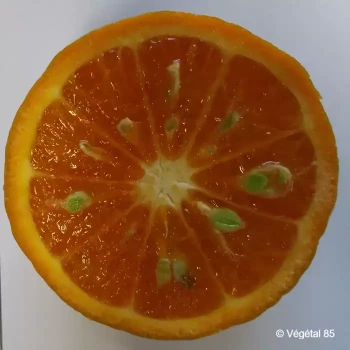 CITRUS reticulata Changsa greffé sur poncirus