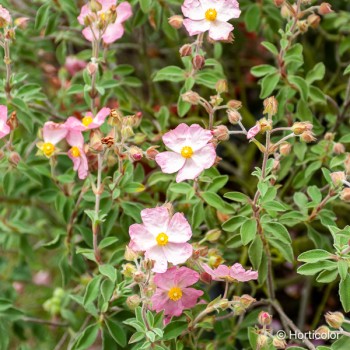 CISTUS x Silver pink