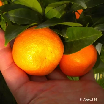 CITRUS unshiu Miyagawa greffé sur fa5