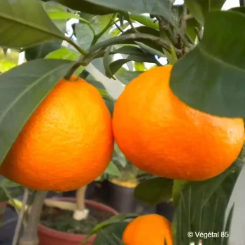 CITRUS unshiu Miyagawa greffé sur poncirus