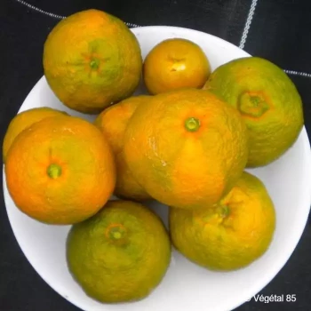 CITRUS unshiu Micurinec greffé sur poncirus