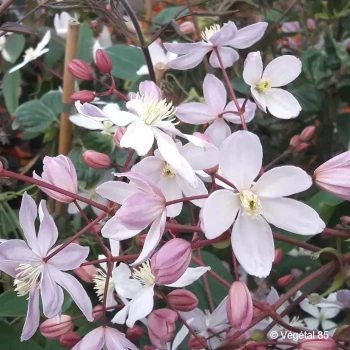 CLEMATIS armandii Apple blossom
