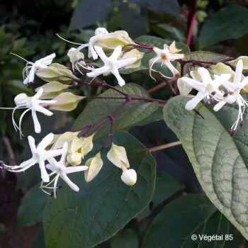 CLERODENDRUM trichotomum Fargesii