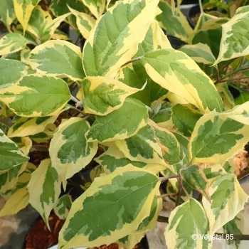 CLERODENDRUM trichotomum Variegatum