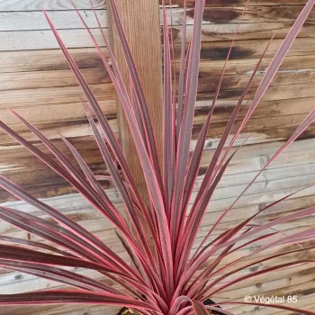 CORDYLINE australis Charly boy