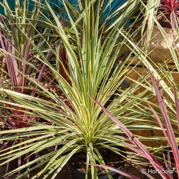 CORDYLINE australis Lime passion