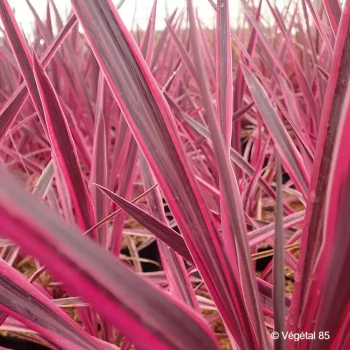 CORDYLINE australis Pink passion