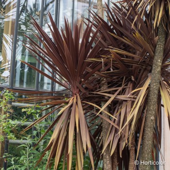 CORDYLINE australis Purpurea
