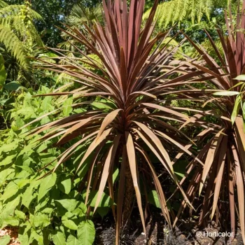 CORDYLINE australis Red star