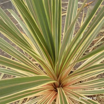 CORDYLINE australis Torbay dazzler