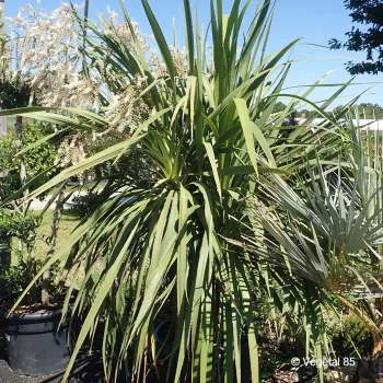 CORDYLINE australis