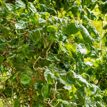 CORYLUS avellana Contorta