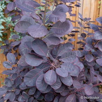 COTINUS coggygria Royal purple
