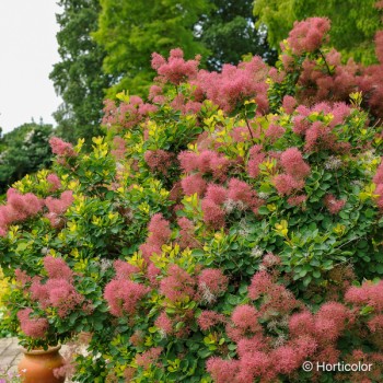 COTINUS coggygria