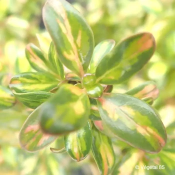 COPROSMA Evening glow