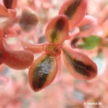 COPROSMA Fire burst