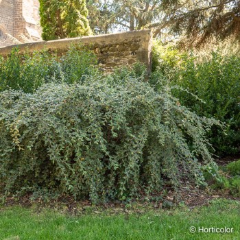 COTONEASTER franchetii