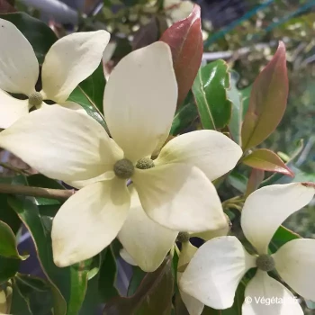 CORNUS hongkongensis
