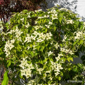 CORNUS kousa Nicole