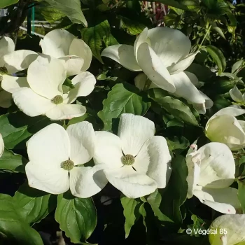 CORNUS kousa Venus