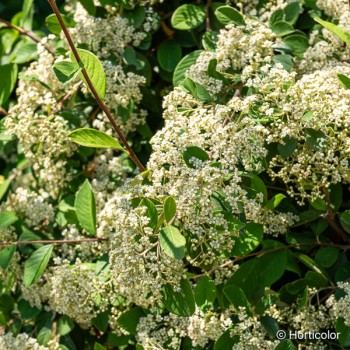 COTONEASTER lacteus