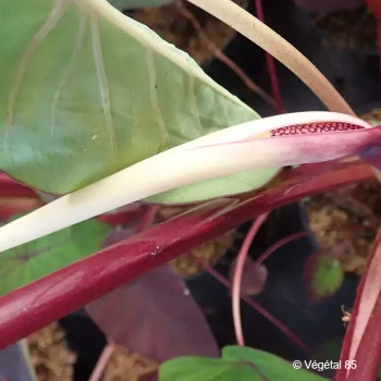COLOCASIA Madeira