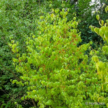 CORNUS mas Jolico