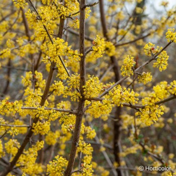 CORNUS mas