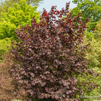 CORYLUS maxima Purpurea