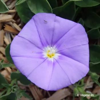 CONVOLVULUS sabatius