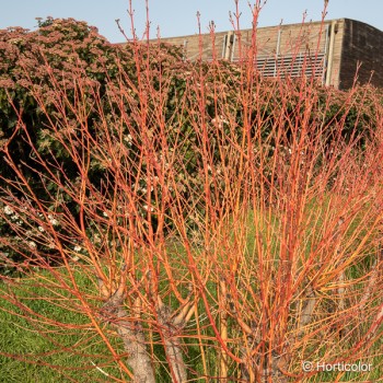 CORNUS sanguinea
