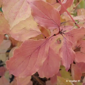 CORNUS sanguinea Midwinter fire