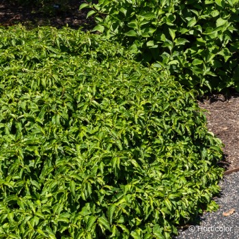 CORNUS stolonifera Kelseyi
