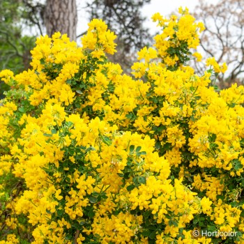 CORONILLA valentina Glauca