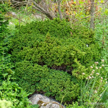 CRYPTOMERIA japonica Vilmoriniana