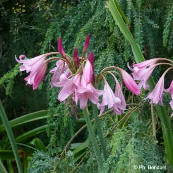CRINUM x powellii Rose