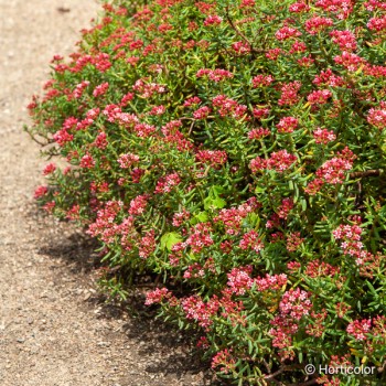 CRASSULA sarcocaulis