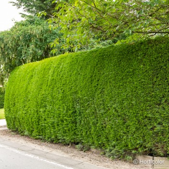 CUPRESSOCYPARIS leylandii 2001